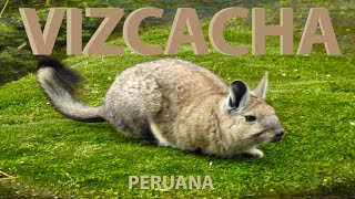 VIZCACHA [upl. by Griz]