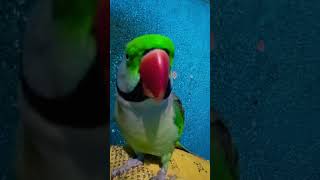 Gopi hare Krishna mahamantra ka jaap kar rhi hai 🥰cute talkingparrot youtubeshorts viralvideo [upl. by Tera775]