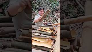 Cassia bark cutting process Good tools and machinery can increase work efficiency [upl. by Carmencita]