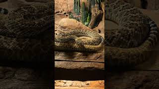 Dangerous Viper Snack closely View  vipersnack singaporezoo snacks snackcares4u viper nature [upl. by Nylyahs]