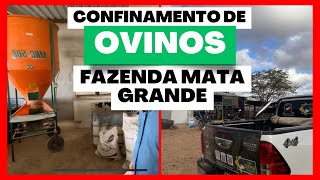 ESTRUTURA DO CONFINAMENTO DE OVINOS DA FAZENDA MATA GRANDE [upl. by Fahy]