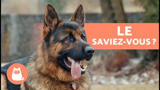 10 CHOSES que vous ne saviez pas sur le BERGER ALLEMAND 🐕 [upl. by Evot127]