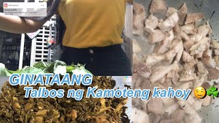 ENG GINATAANG TALBOS NG KAMOTENG KAHOY RECIPE  HOW TO COOK  Freacia Adupe [upl. by Antonius433]