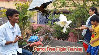 Parrot Free Flight Complete Training  Birds Ko Free Flight Karna Kayse Sikhaye [upl. by Anyek]