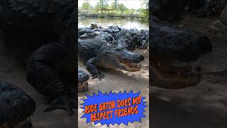 Wild Alligator encounter with hilarious outcome fail gatorland alligator floridawildlife funny [upl. by Twedy]