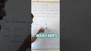 What is Cladode viralbiology biology botany botanyshorts [upl. by Yeaton384]