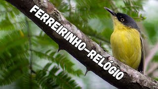 FERREIRINHORELÓGIO  Common TodyFlycatcher Todirostrum cinereum [upl. by Rosamund]