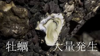 【牡蠣】テトラポットに大量発生してる牡蠣取りに行ってみた 圧倒的数の多さ これはもしや金儲けの予感がするね このテトラを買収したいねー [upl. by Alien]