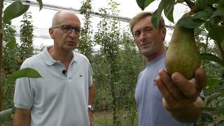 Abate Pears more yield thanks to mason bees [upl. by Adnauqahs]