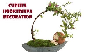 cuphea hookerianafalse heahermexican heatherboat planter decoration [upl. by Ottie]