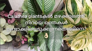 Calathea plant care malayalam  How to grow more Calathea plants easily and fast at home 👍🏻 [upl. by Tj]