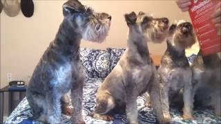 Chewycom Unboxing  Schnauzers Get A Package  SchnauzerMom [upl. by Lenette]