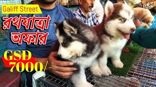 Galiff Street Pet Market Kolkata  dog market in kolkata  kolkata  Gallif street kolkata  Dogs [upl. by Alim]