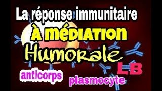 Le mécanisme de la réponse immunitaire spécifique à médiation humorale [upl. by Yojenitsirk]