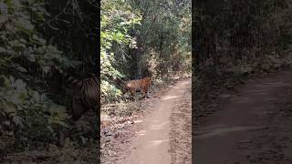 This morning bajirao male 🐯 rukhad buffer tiger shorts shortvideo close encounters 😱9131161090 [upl. by Llerehc257]