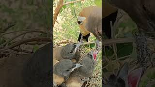 Adorable Rufous Treepie Bird Babies Watch Their Cute Antics [upl. by Naruq]