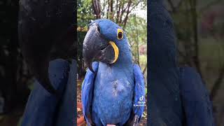 beauty of hyacinth 🪻 macaw parrot 🐦🐦 💙💛 hyacinth macaw parrots020 animals birds [upl. by Bullion]