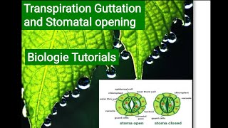 TRANSPIRATION AND STOMATAL OPENINGPLANT PHYSIOLOGY CSIRNET JRF LIFESCIENCE BiologieTutorials [upl. by Philipp]