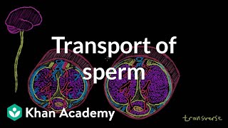 Transport of sperm via erection and ejaculation  NCLEXRN  Khan Academy [upl. by Goodyear283]