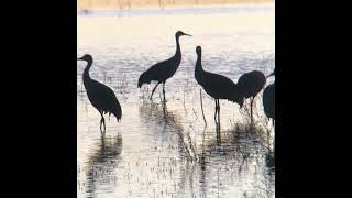 Bosque del Apache National Wildlife Refuge Dec 1 2018 Music Chi mi na Morbhianna  by Tania Opland [upl. by Notaek]