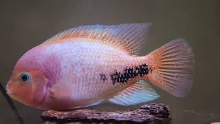 VIEJA CICHLID [upl. by Gillie]