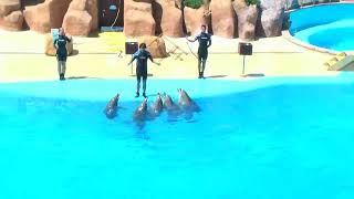 Delfin Show Barcelona Marineland [upl. by Harikahs]