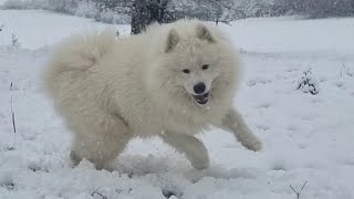 Dog Does CRAZY Things While Playing In Snow [upl. by Baynebridge]