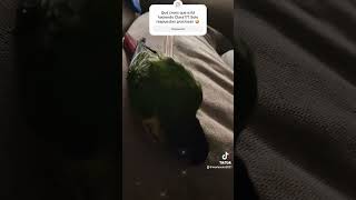 Cremallera vs cotorra animals birds birdslover pajaros pets mascotasgraciosas funnyvideos [upl. by Lezlie]