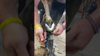 HORSE HOOF GETS SATISFYING FIX [upl. by Kyd]