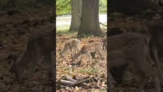 Richmond Park Deers Part C richmondpark [upl. by Akinnej]