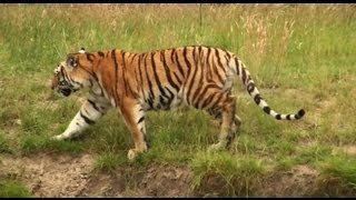 Safari park quotBeekse Bergenquot Part 1 1080p HD [upl. by Winwaloe]