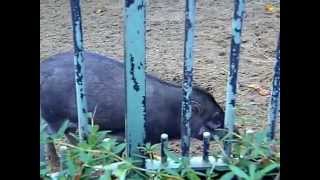 Visayan Warty Pig At Zoo Antwerp [upl. by Ahseram]