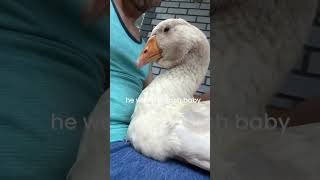 Dewlap 🪿geese make perfect pets👌🏽 goose [upl. by Mord181]