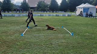 Obedience World Championship Lettland 2024  Kazz [upl. by Marbut]