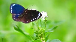 Relaxing music and beautiful butterflies give you a dual audiovisual experience relaxing nature [upl. by Notniw]