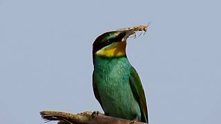 European beeeater nesting in Cyprus Merops apiaster Μελισσοφάγος [upl. by Harol]