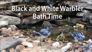 Black and White Warbler amp Tufted Titmouse Sharing a Bath Warbler Wednesday [upl. by Samanthia]