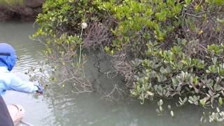 Mud crabbing In stanage Bay Nth Queensland [upl. by Kellby]