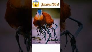 Jacana bird 🐦 shorts [upl. by Swanhildas]