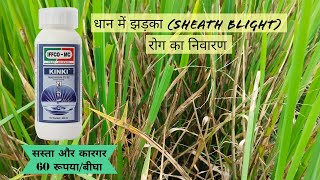 धान में झड़का रोगsheath blightसे निवारण Hexaconazole 5 sckinkifungicideIFFCO [upl. by Axela]