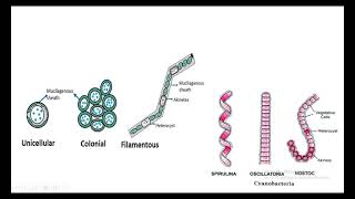 cyanobacteria general structure and reproduction [upl. by Tades806]