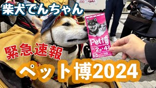 柴犬でんちゃん 2024ペット博大阪へ行って来ましたぁ🤗 [upl. by Ricketts]