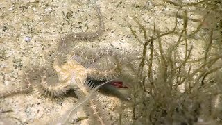 Brittle stars capture squid [upl. by Lednem121]