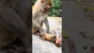 Funny baby monkeys Funny and adorable moments Funny moments that make you laugh to tears 96 [upl. by Miles]