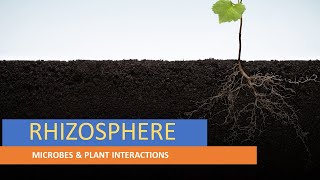 RHIZOSPHERE  PLANT SURFACE MICROORGANISMS  MICROBES amp PLANT INTERACTIONS  ENVIRONMENTAL MB [upl. by Eenahs]