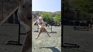 Bull Terrier Jump Training bullterrier [upl. by Aninat]