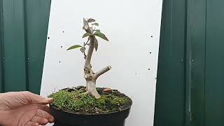 working on rescued cotoneaster [upl. by Nanice]