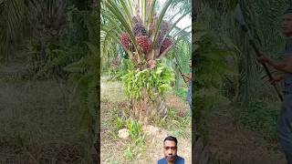 Palm oil tree farm fruit satisfying [upl. by Cara]