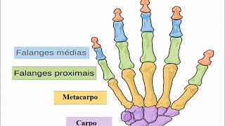 Anatomia do Esqueleto Humano [upl. by Ahsercal]