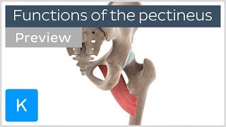 Functions of the pectineus muscle preview  Human 3D Anatomy  Kenhub [upl. by Nimad280]